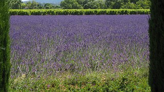 02841-lavender-field-1521460__180.jpg