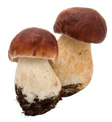 Podzim je prost na houby...jako stvoen!