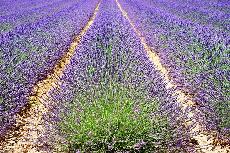 Za omamnou vn Provence