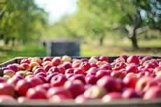 Potravinsk inspekce zjistila pesticid chlorpyrifos v dal ari jablek z Polska