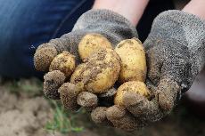 Zaala sklize ranch brambor. Podle ministra Milka esk bramborstv potebujeme pro nai krajinu i n jdelnek 