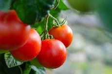   dTest: V konzervách s rajčaty testy odhalily zdraví škodlivé látky 