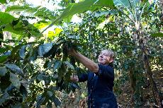 Kvli rostoucmu ekonomickmu a klimatickmu tlaku na pstitele zvyuje Fairtrade minimln cenu kvy