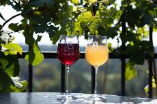 Botanická zahrada ožije oslavami sklizně na Vinici sv. Kláry v Troji