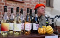 Sklize� dozn�v�, vina�sk� slavnosti pokra�uj�. Za v�nem, d�n�mi i zabija�kou na ji�n� Moravu